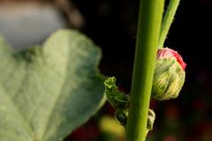 Garden of Five Senses flower bud close-up