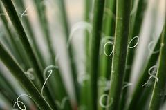 Garden of Five Senses green plant close-up