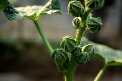 Garden of Five Senses Okra Plant