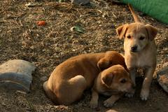 puppies at Garden of Five Senses