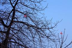 Silk Cotton tree in the Garden of Five Senses