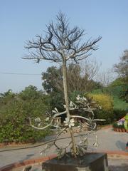 special plant at Garden of Five Senses in Delhi