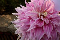 Garden of Five Senses Dahlia Flower