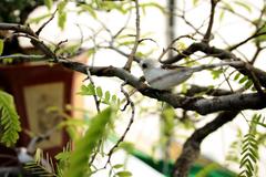 Fake bird perched on a bonsai tree in the Garden of Five Senses