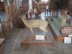 Stuffed Chinkara at Gass Forest Museum