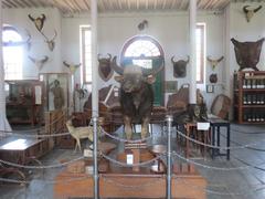 Stuffed Gaur at Gass Forest Museum