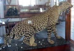 stuffed leopard at Gass Forest Museum in Coimbatore, Tamil Nadu, India