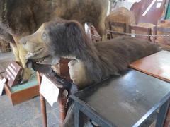 Sloth Bear skin at Gass Forest Museum