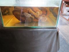 Elephant foetus at Gass Forest Museum