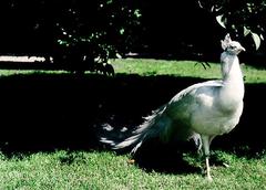 White peacock at Isola Madre Botanical Garden