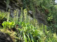 botanical garden on Isola Madre in Lake Maggiore, Stresa, Italy