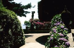 Hydrangea at Isola Madre Botanical Garden