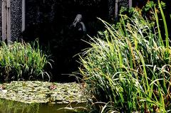 pond with water plants at Isola Madre Botanical Garden