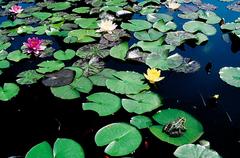 Flowering water lilies and a frog at Isola Madre Botanical Garden in Lake Maggiore, Italy