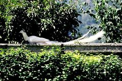 White peacock at Isola Madre Botanical Garden