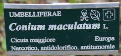 Conium maculatum information sign in Alpine Botanical Garden Viote