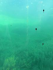 garden scene with tadpoles in water