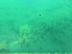 Tadpoles swimming in water at Giardino botanico alpino Viote