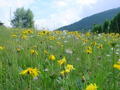 Blooming prairie landscape