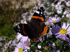 Vanessa atalanta butterfly in Giardino Botanico Alpino Viote, Trento, Italy