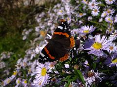 Vanessa atalanta butterfly on a flower