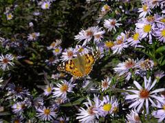 Vanessa cardui butterfly in Alpine Botanical Garden Viote