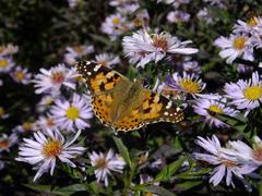 Vanessa cardui butterfly on a flower