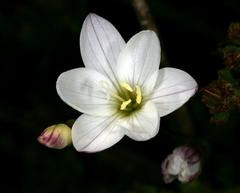 Geissorhiza imbricata flowers on Table Mountain