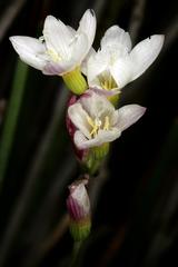 Geissorhiza imbricata flowers on Table Mountain