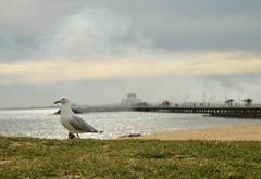 Silver Gull oblivious to boat fire at St Kilda Pier, Melbourne