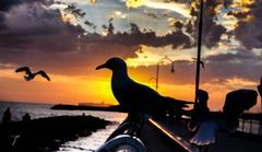 seagull posing on a pole