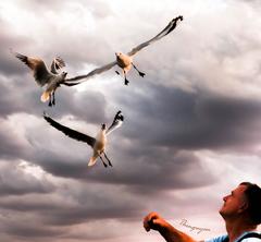 man feeding pigeons with love