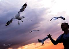 Man feeding birds in a park