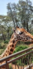 Close-up of a giraffe showing detailed patterns on its skin