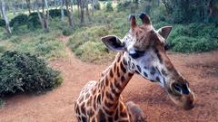 Giraffe at Giraffe Centre in Nairobi, Kenya