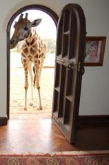 Rothschild giraffe at front door of Giraffe Manor in Nairobi, Kenya