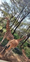 Giraffes in their natural habitat