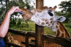 Giraffe feeding in Giraffe Center, Nairobi