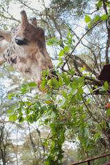 giraffe feeding on leaves