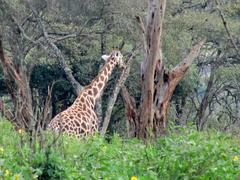 Rothschild giraffe Lora in Giraffe Centre, Kenya