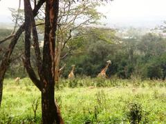 Giraffe in Giraffe Centre, Nairobi