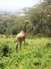 Giraffe in Giraffe Centre, Nairobi