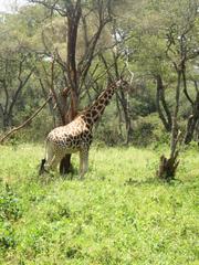 Giraffe in Giraffe Centre, Nairobi