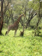 Giraffe in Giraffe Centre, Nairobi