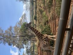 Betty the giraffe at Giraffe Center Nairobi