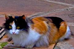 A black and white cat sitting on a stone ledge outdoors