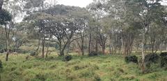 Giraffes at Nairobi Giraffe Centre