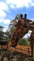 Giraffe Centre in Nairobi