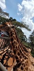 Giraffe at Giraffe Centre in Kenya