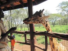 Giraffe Centre worker feeding Rothschild giraffe in Kenya